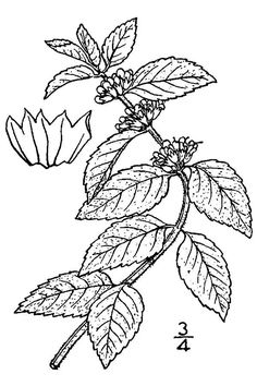 236x354 Mint Drawing Botanic Drawings Drawings, Botanical
