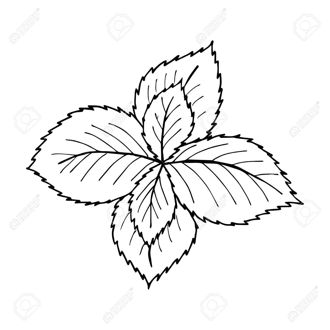 1300x1300 Drawn Mint Clipart