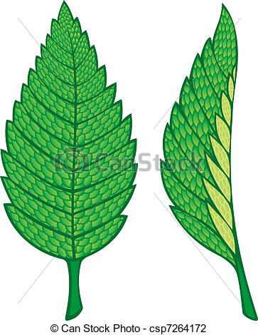 363x470 Two Green Mint Leaves Illustration Isolated On White Vector