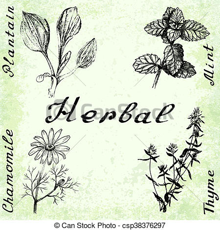 450x470 Vector Set Of 4 Drawings Of Plants