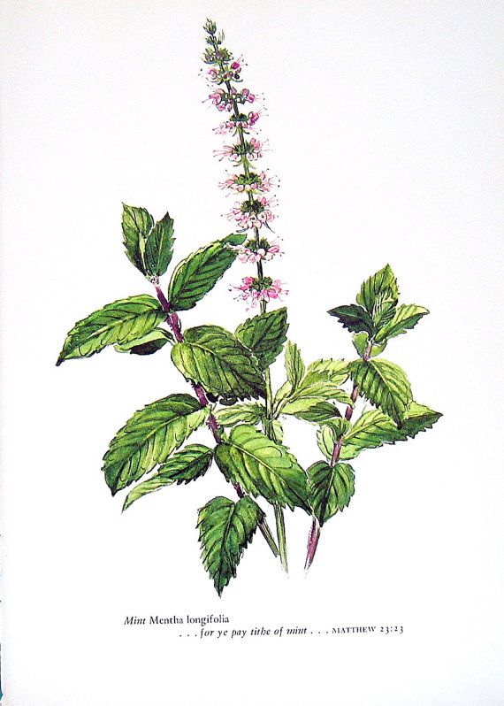 570x798 Botanical Mint Drawings
