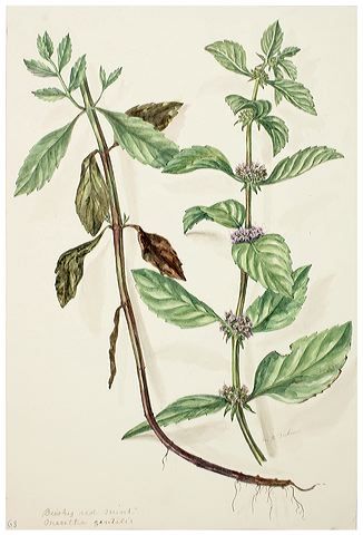 326x480 Mint Drawing Botanic Drawings Drawings, Botanical