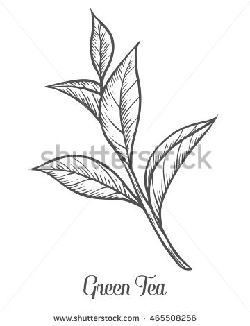 360x470 Drawn Mint Green Tea Leaf