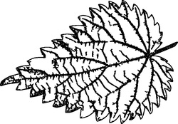 250x174 Drawn Mint Nettle