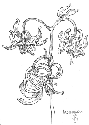 300x423 Heather Harding Looking