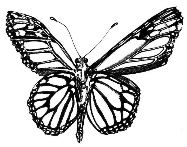 650x513 Papillon (Adelia Turnbull)