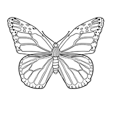 230x230 Top 50 Free Printable Butterfly Coloring Pages Online
