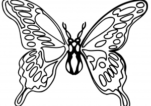 300x210 Black And White Butterfly Drawing Black And White Butterfly Free