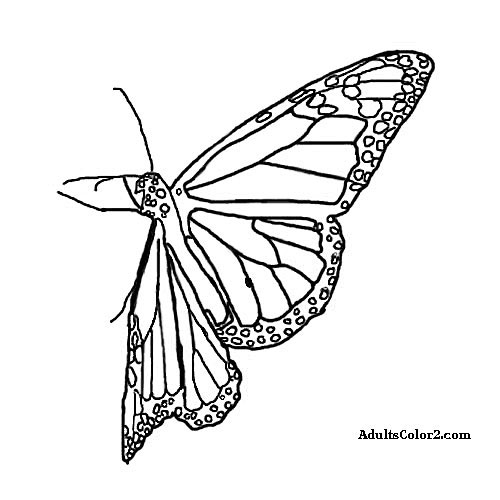 500x500 Butterfly Coloring Pages Airborne Art