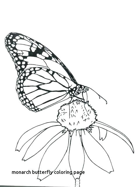 480x640 Ideas Monarch Butterfly Coloring Pages And Printable Page Free