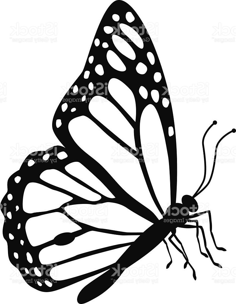 796x1024 Collection Of Monarch Butterfly Drawing Side High Quality
