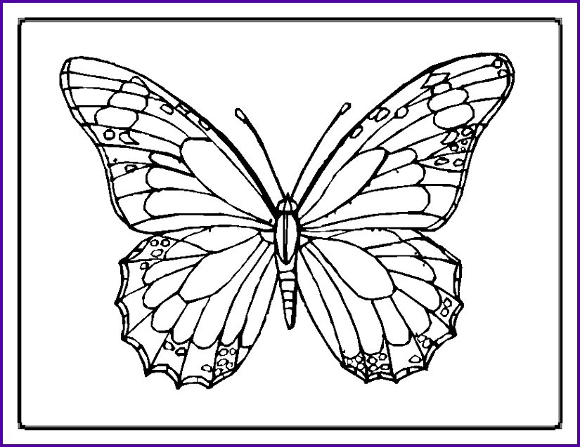 825x637 7 Monarch Butterfly Outline
