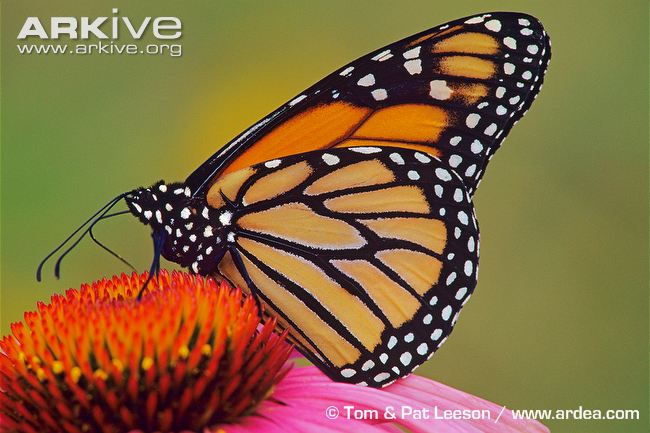 650x433 Monarch Butterfly Photo
