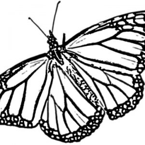 300x300 Butterfly Monarch D How To Sketch Or Draw A Butterfly In Adult