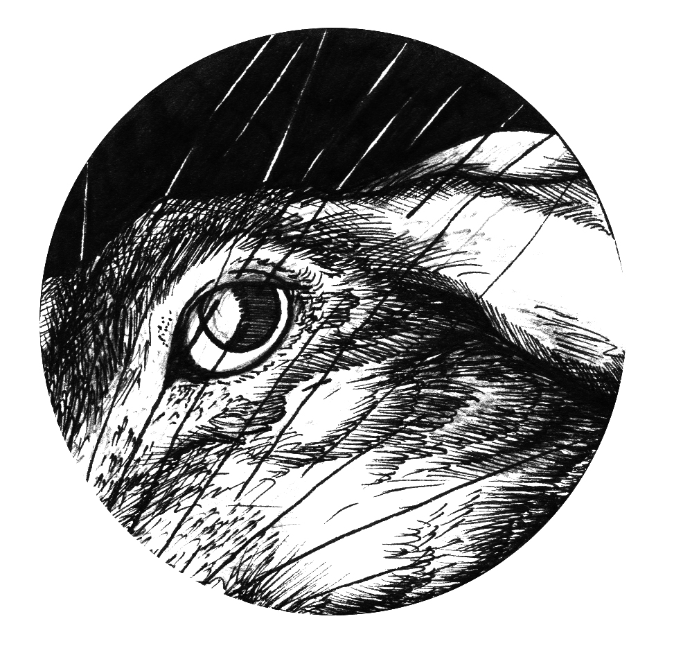 973x935 Projectproposal Jas Bird Illustrations