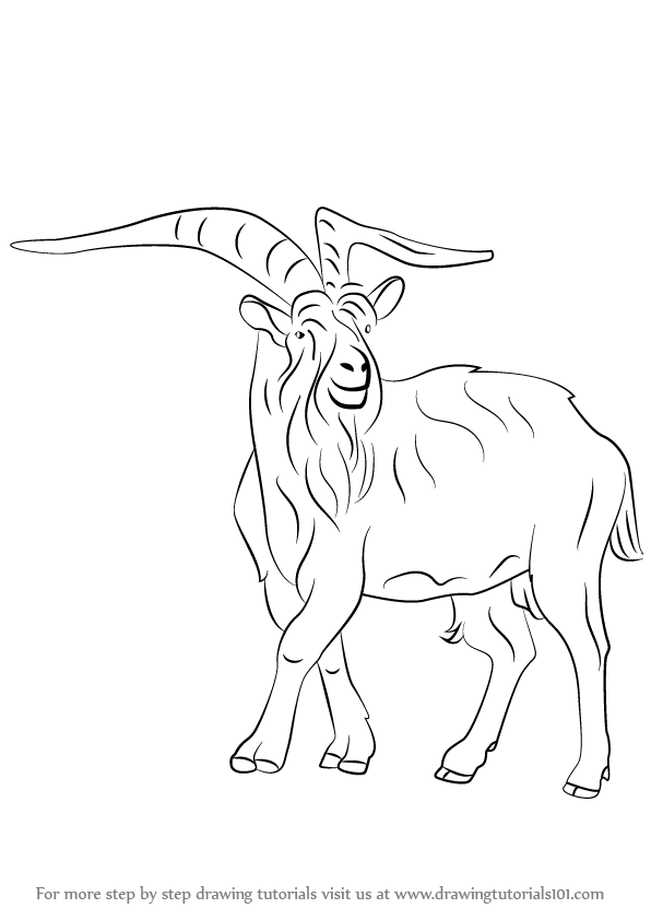 596x842 Learn How To Draw A Wild Goat (Wild Animals) Step By Step
