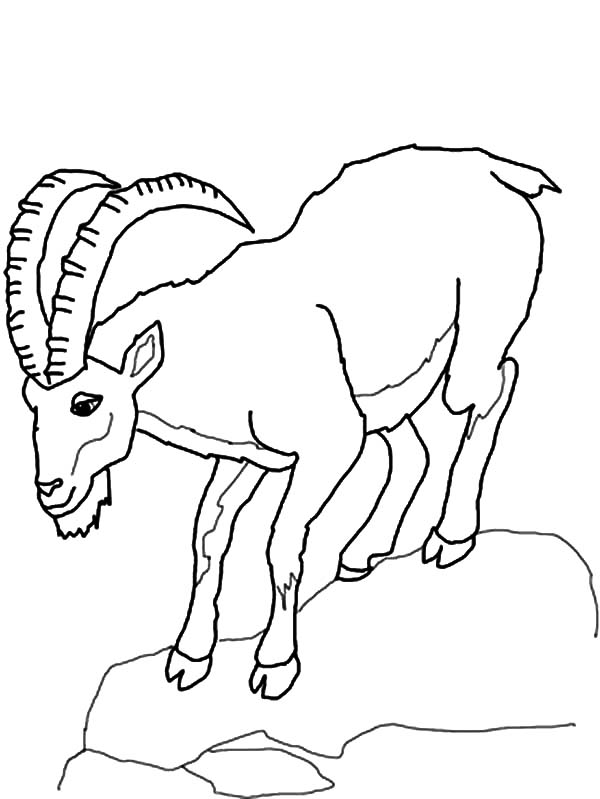 600x799 Mountain Goat Climb Down Hill Coloring Pages Color Luna