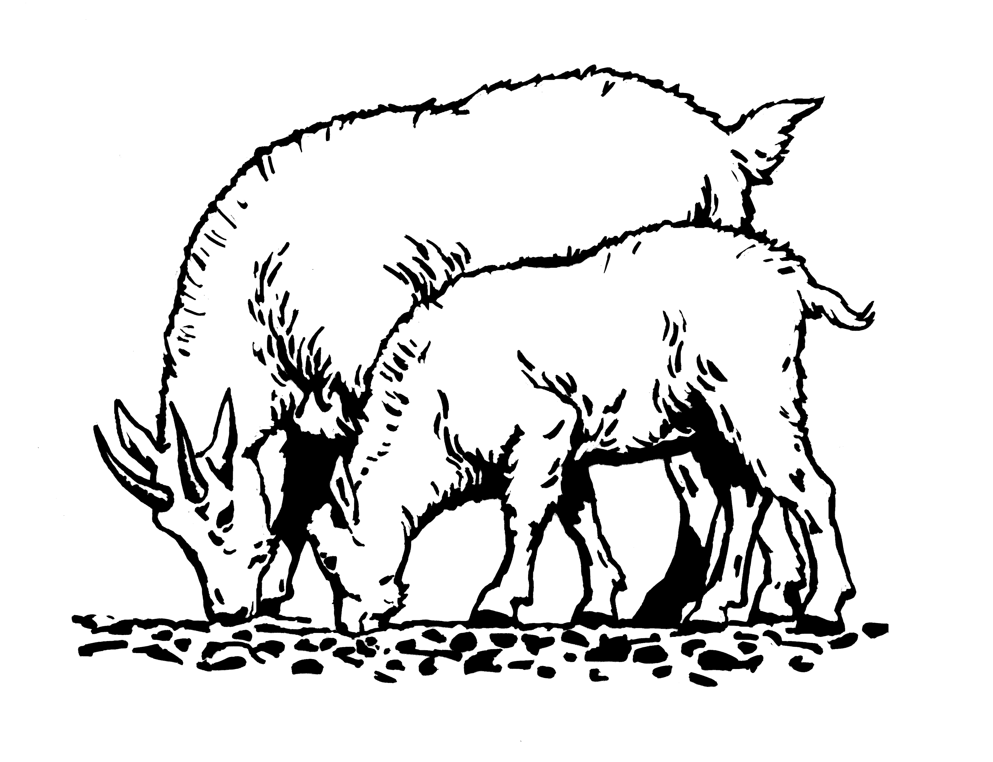 3300x2533 Mountain Goat Clipart Two Goat Free Collection Download