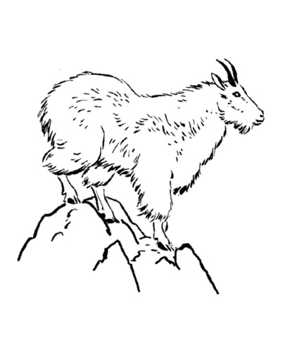 405x497 Mountain Goat Amp Coloring Book