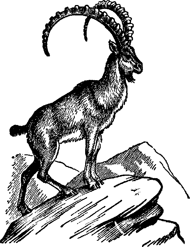638x832 Mountain Goat Clipart Line Drawing