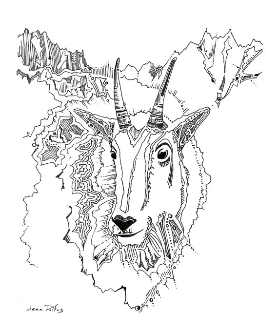 570x679 Mountain Goat Drawing Mt Goat Wildlife Artwork Fine Art