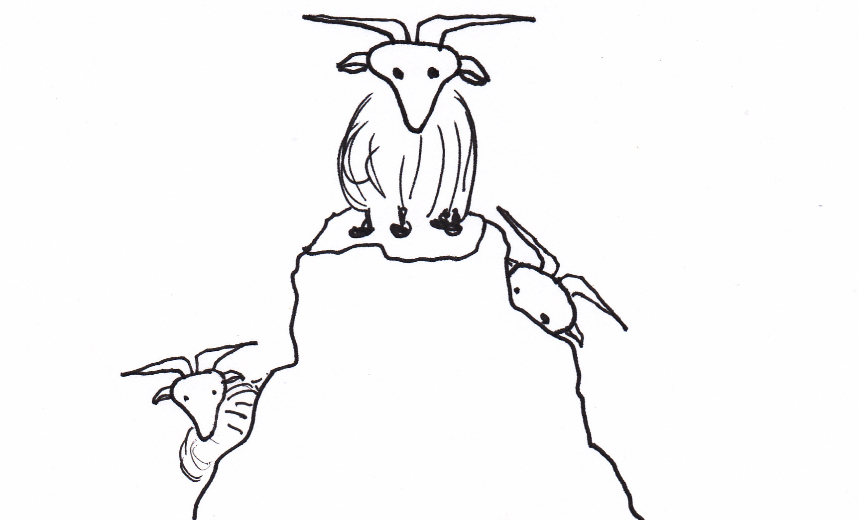 1725x1045 Goat Drawings Farmlet