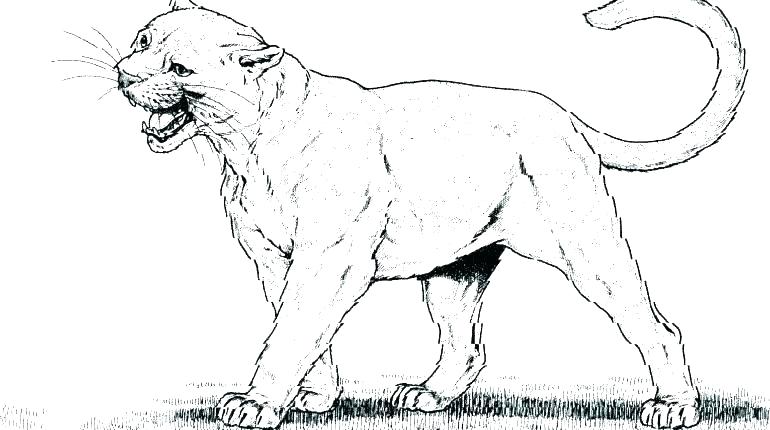 770x430 Mountain Lion Coloring Page Color Lavigneo.win