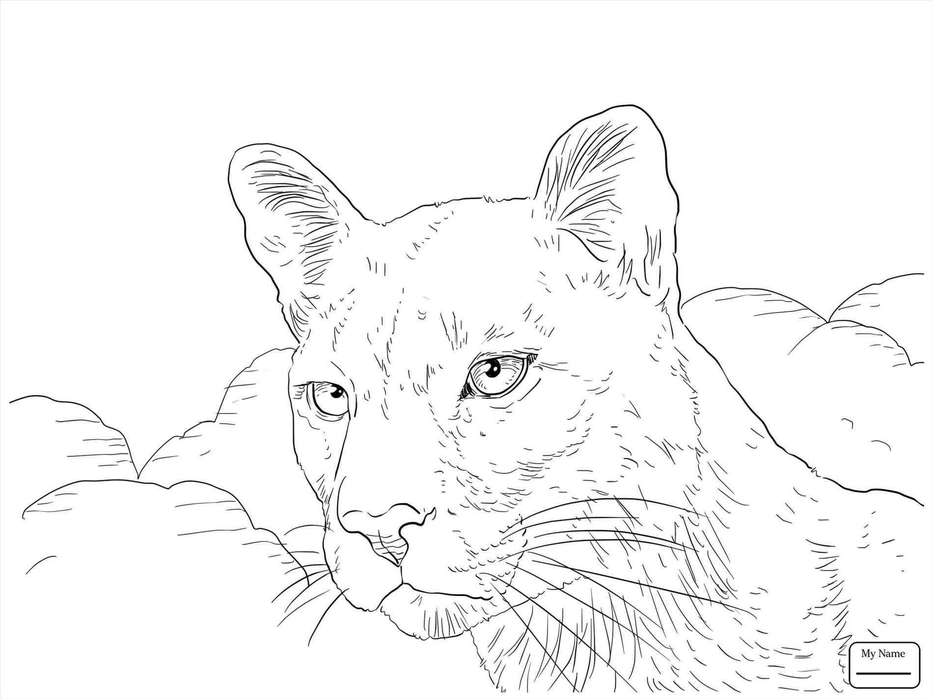 1900x1425 Mountain Lion Face Drawing Design Decoration Ideas