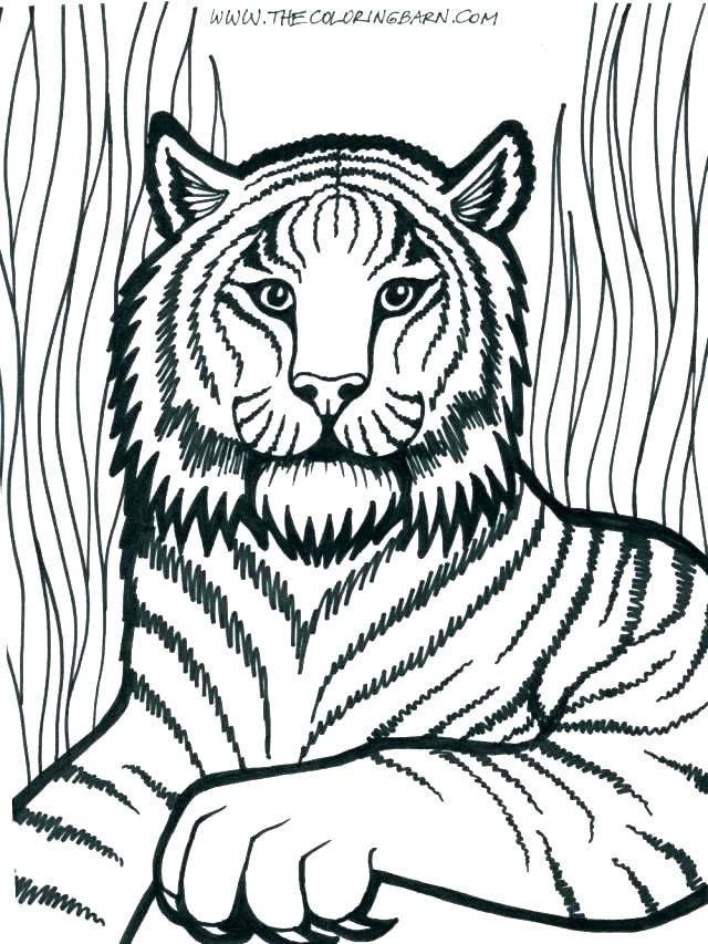 640x853 Lion Coloring Page
