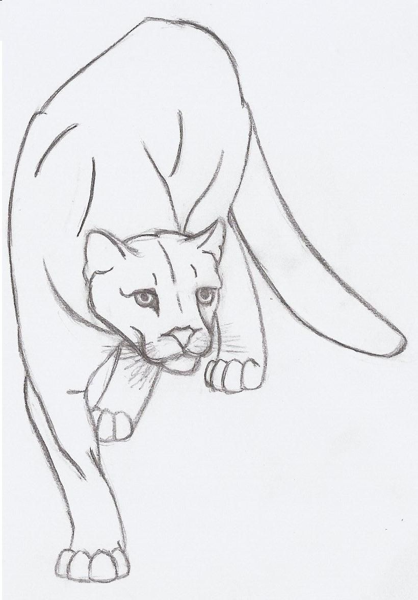820x1176 Mountain Lion Drawings Drawings I Like Lion