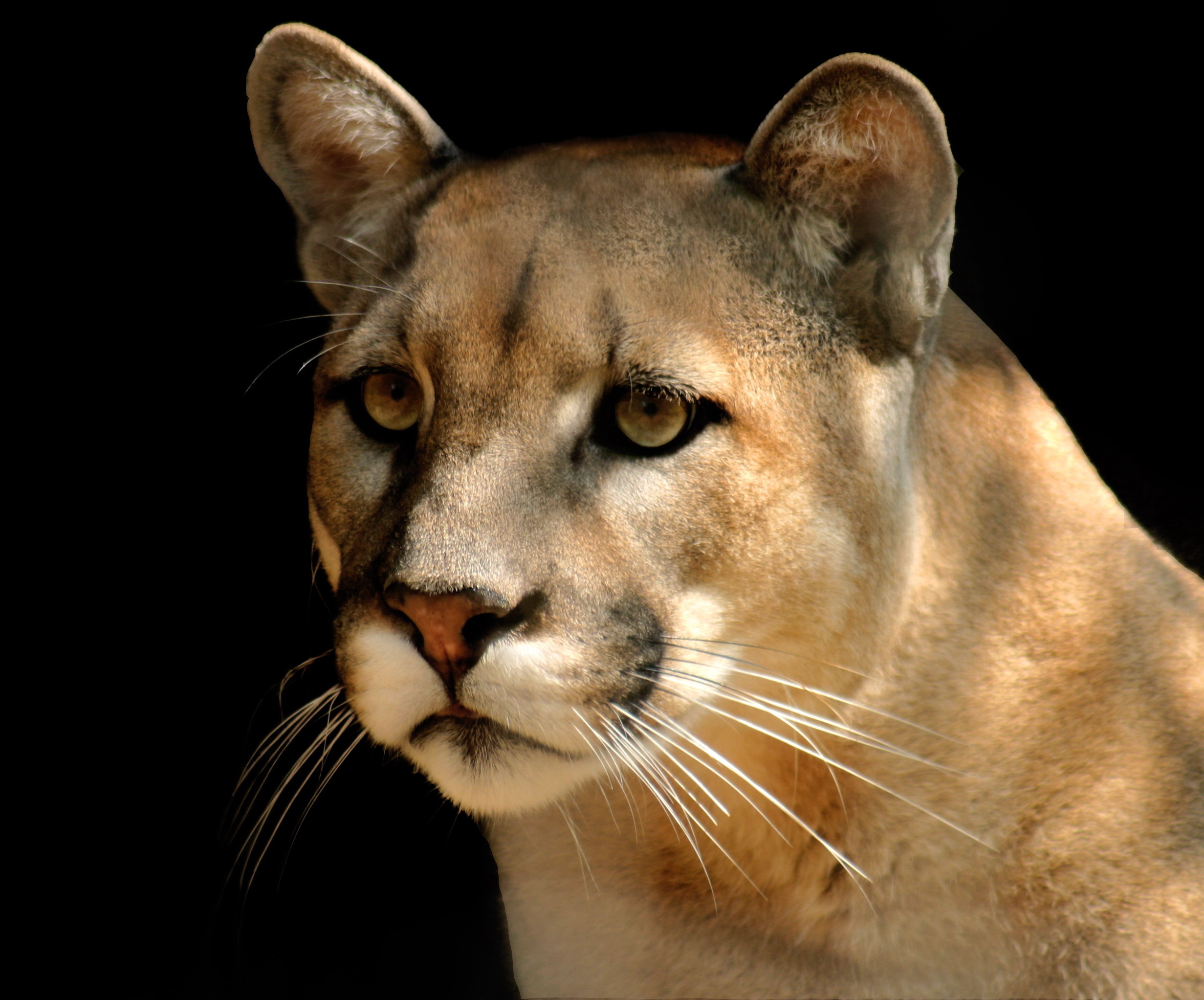 Mountain Lion Face Drawing at GetDrawings | Free download