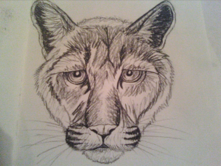 900x675 Mountain Lion Face By Affy4