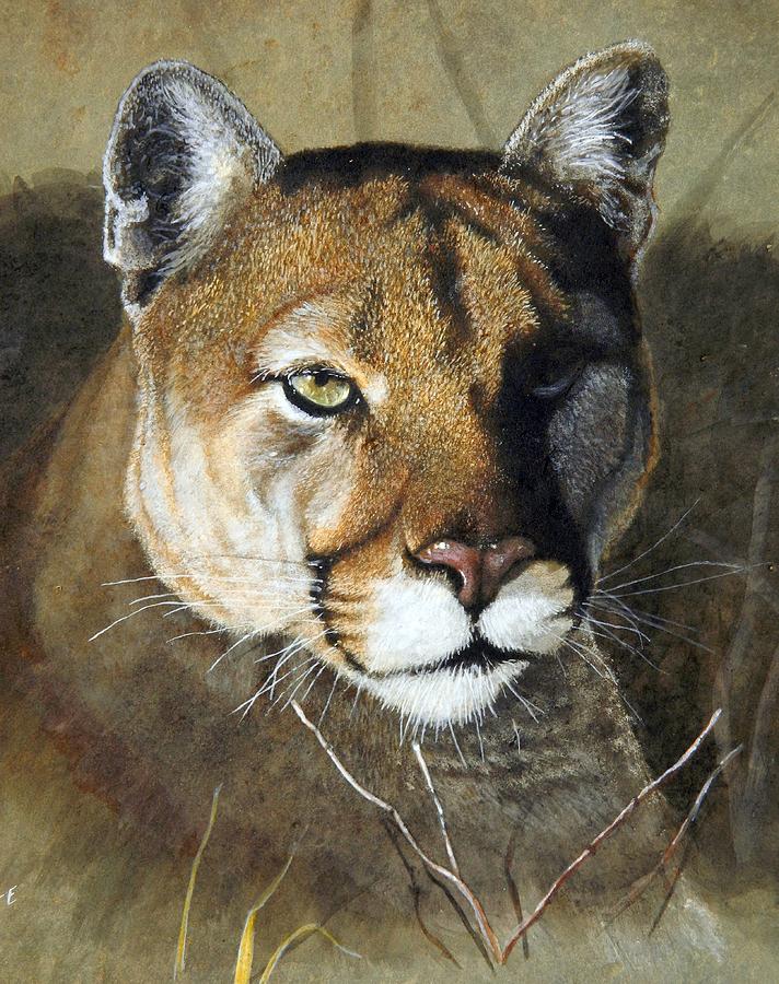 712x900 Mountain Lion Portrait Painting By Stan White