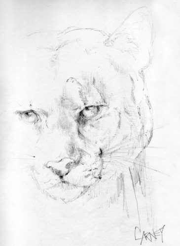 365x500 Cougar Face Drawing