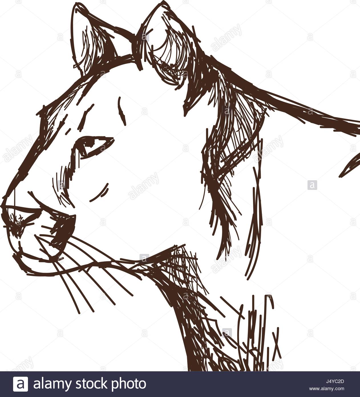 1262x1390 Hand Drawn Cougar Or Mountain Lion. Portrait Animal Sketch