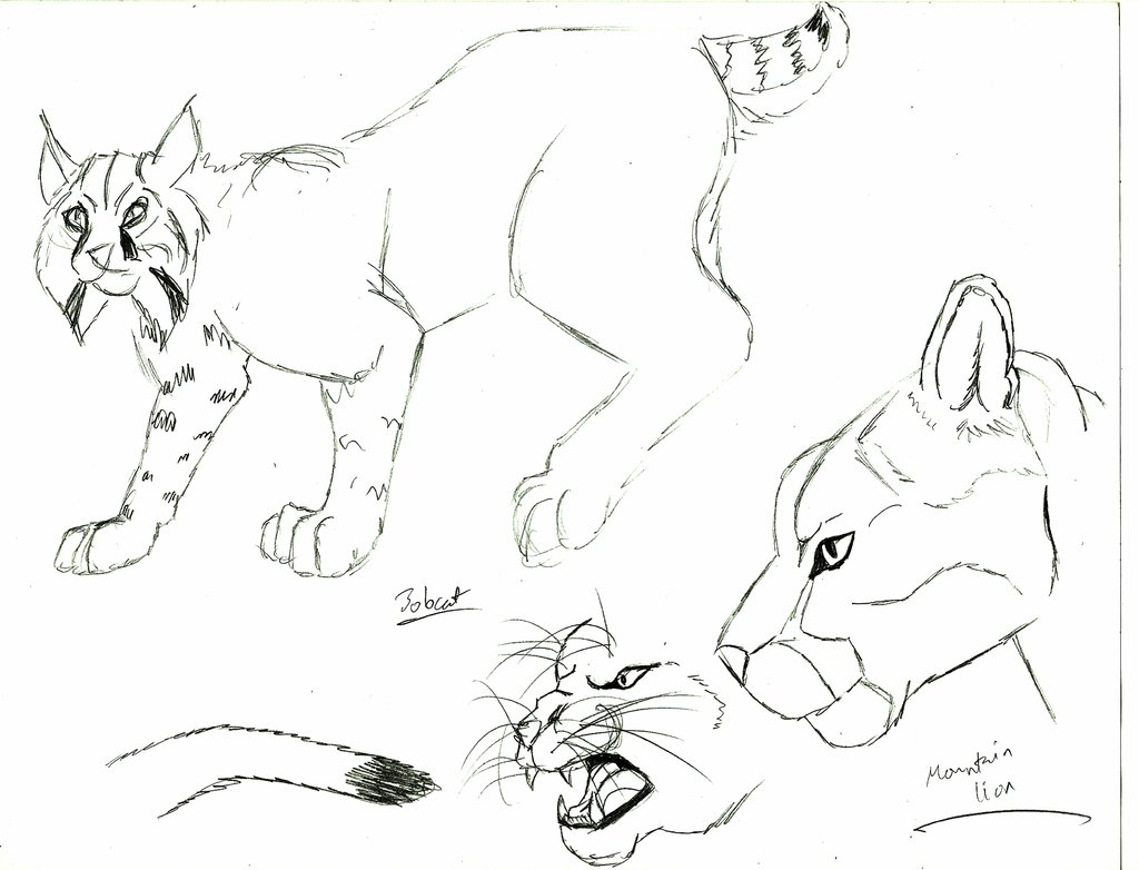 1024x782 Bobcat And Mountain Lion Sketch By Yahto Belmonte