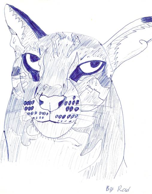 508x650 Stunning Mountain Lion Drawings And Illustrations For Sale