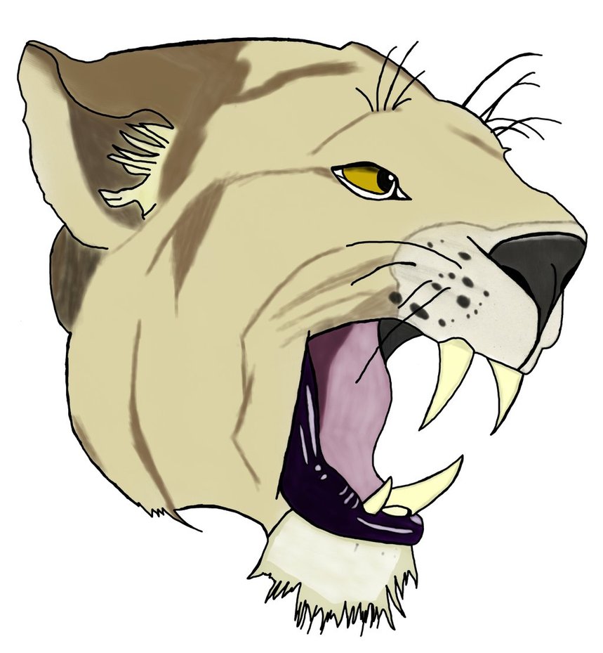 859x929 Mountain Lion Head By Dragonreefer