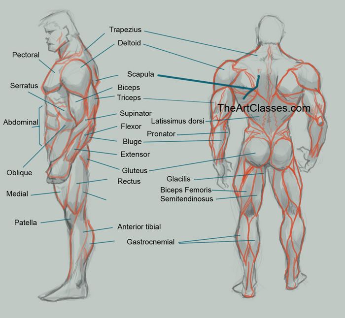 700x646 Drawing Anatomy