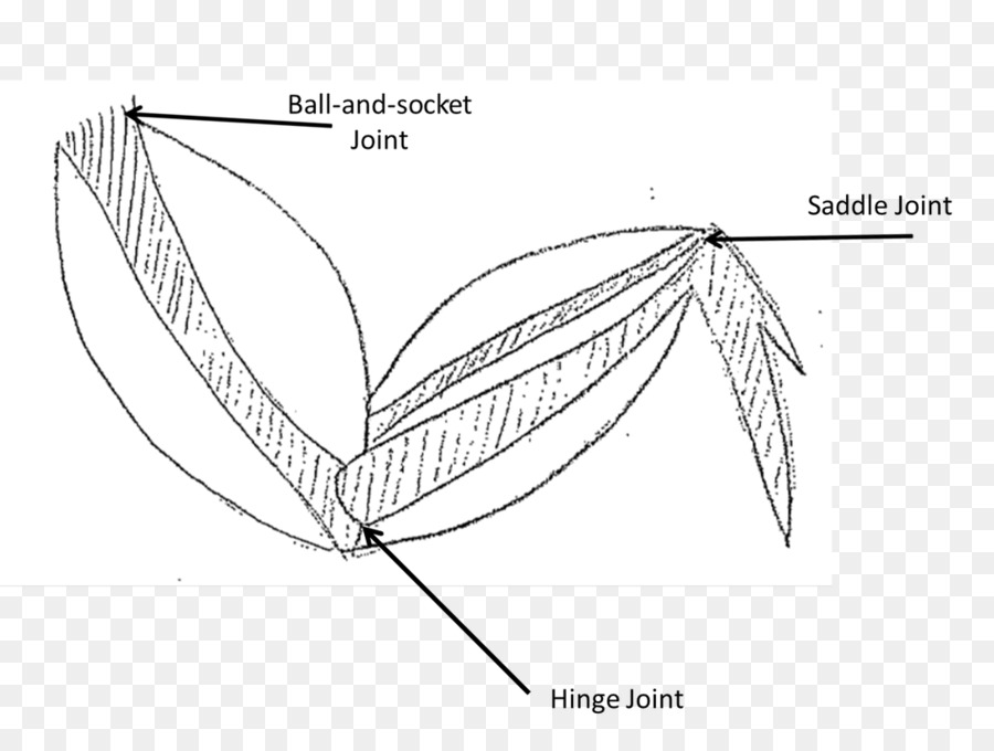 900x680 Buffalo Wing Muscle Fried Chicken Muscular System