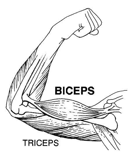 444x557 Definition Gt Skeletal Muscle