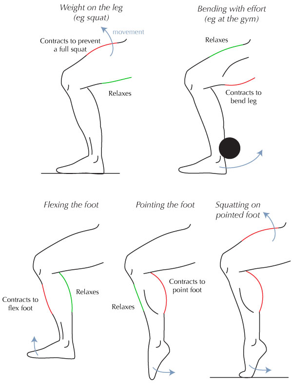 599x792 Human Anatomy Fundamentals Muscles And Other Body Mass