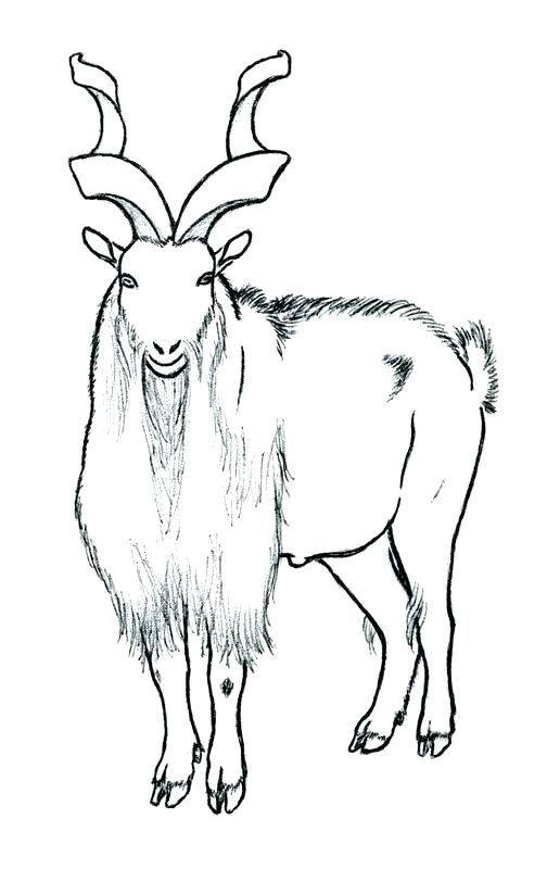 516x800 Pakistan Flag Coloring Page Flag Coloring Page Pages Animal