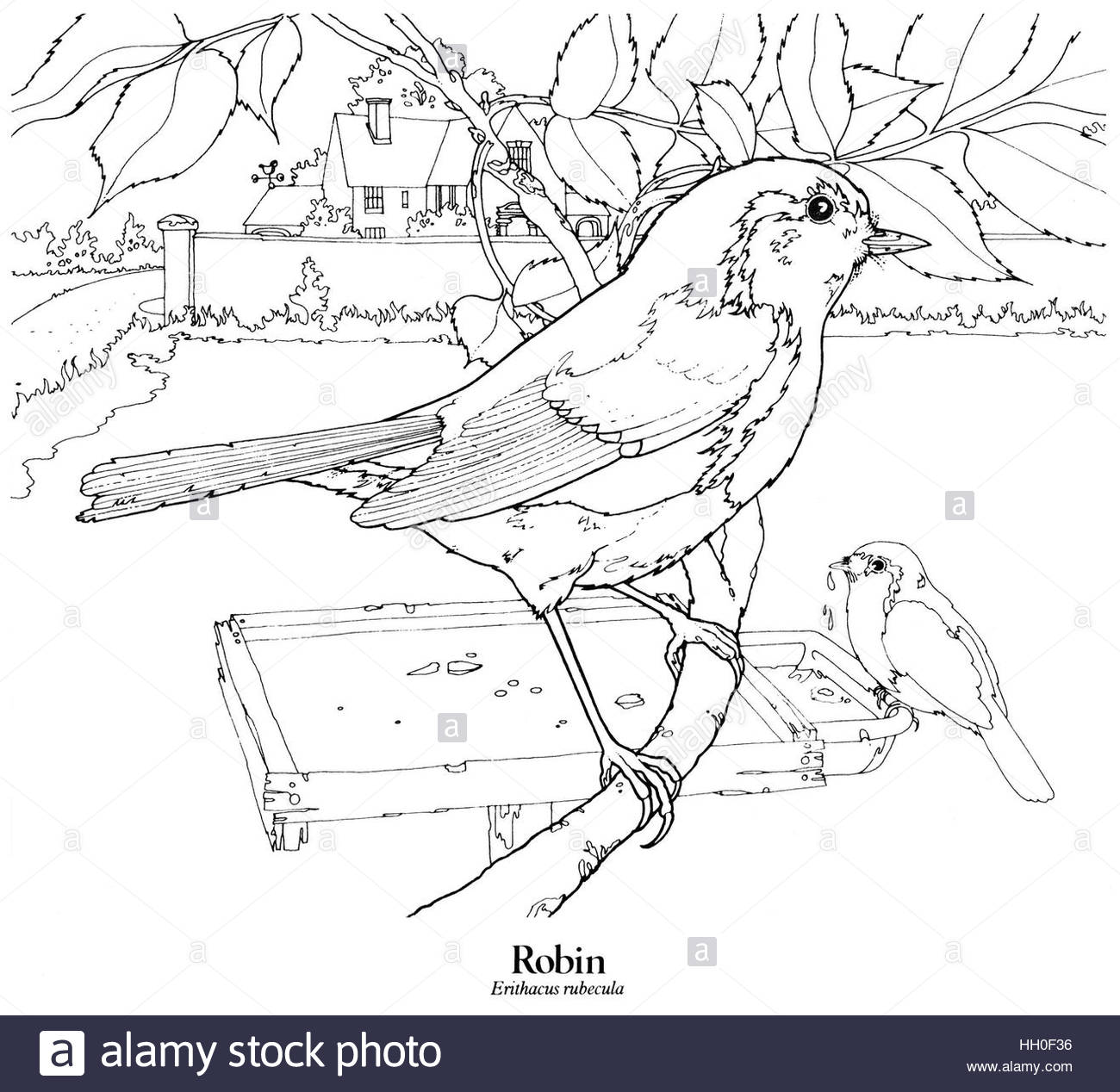 1300x1268 Robin Erithacus Rubecula. A British Resident And The National Bird