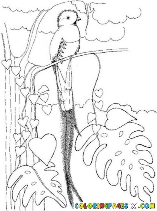 530x710 Coloring The National Bird Quetzal Guatemala Coloring Pages