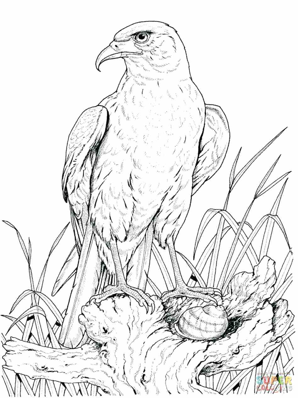 948x1264 Drawn Eagle Man 3312556