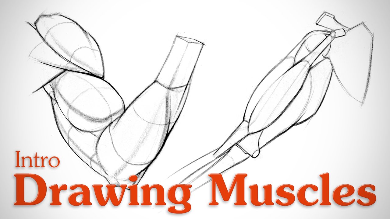 1280x720 Drawing Muscles What You Need To Know