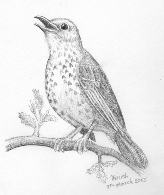 570x676 Items Similar To Sketch Of A Thrush Bird Drawing