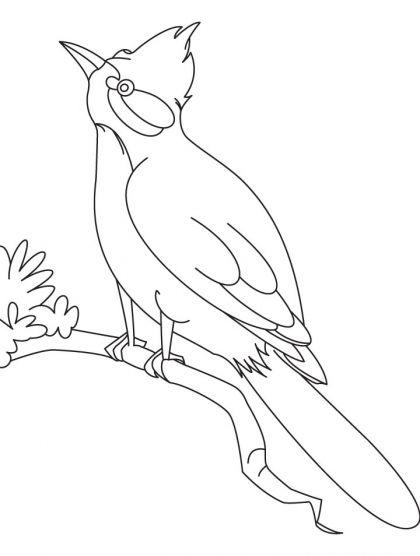 420x556 Nightingale Bird Watching Coloring Page Download Free