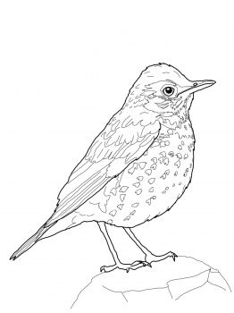 262x350 Wood Thrush Bird Coloring Pages Bird, Woods
